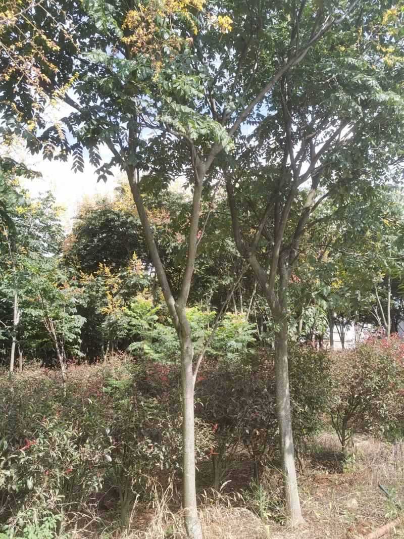 栾树
