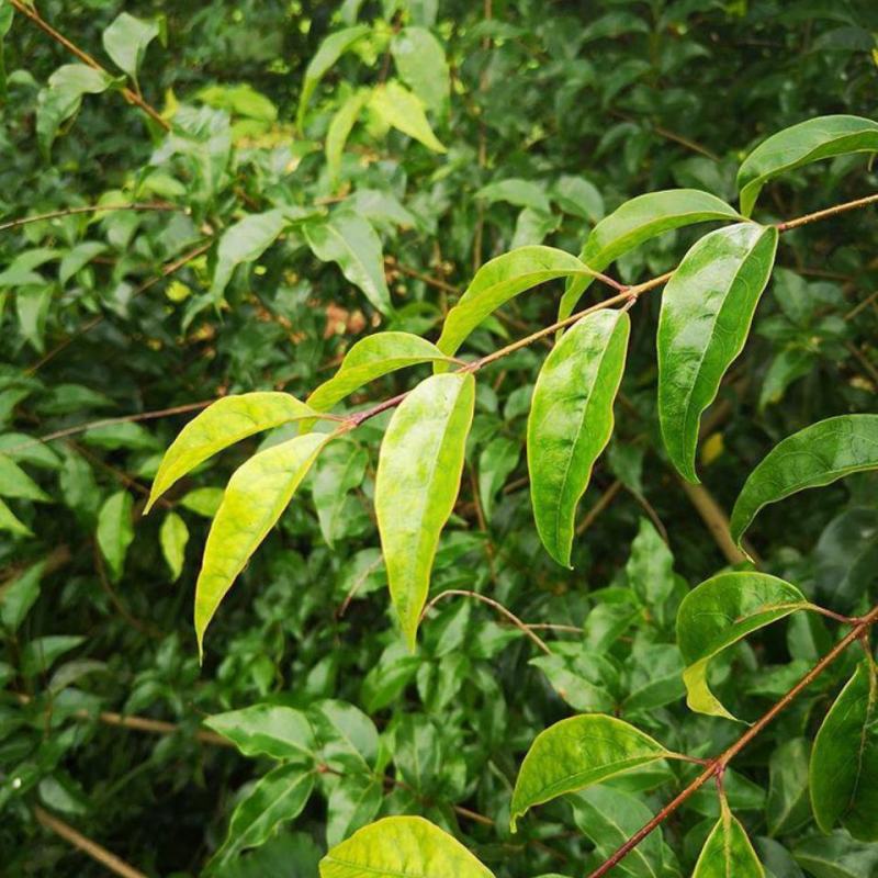 小叶苦丁茶种子当季11月采摘需要提前预定集中采购包发芽率