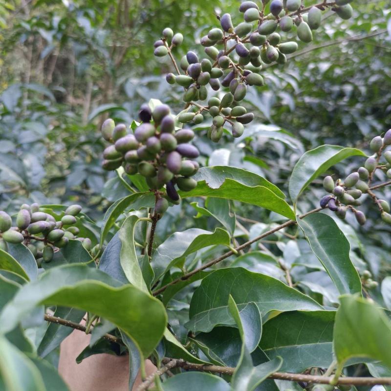 小叶苦丁茶种子当季11月采摘需要提前预定集中采购包发芽率