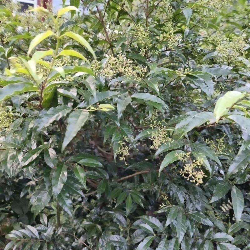 小叶苦丁茶种子当季11月采摘需要提前预定集中采购包发芽率