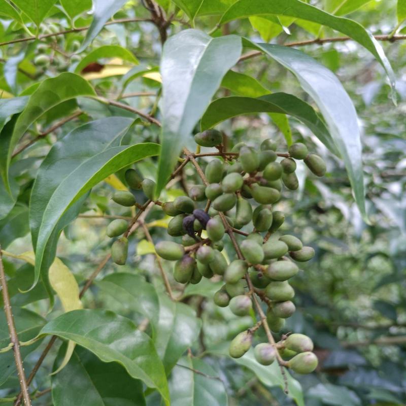 小叶苦丁茶种子当季11月采摘需要提前预定集中采购包发芽率