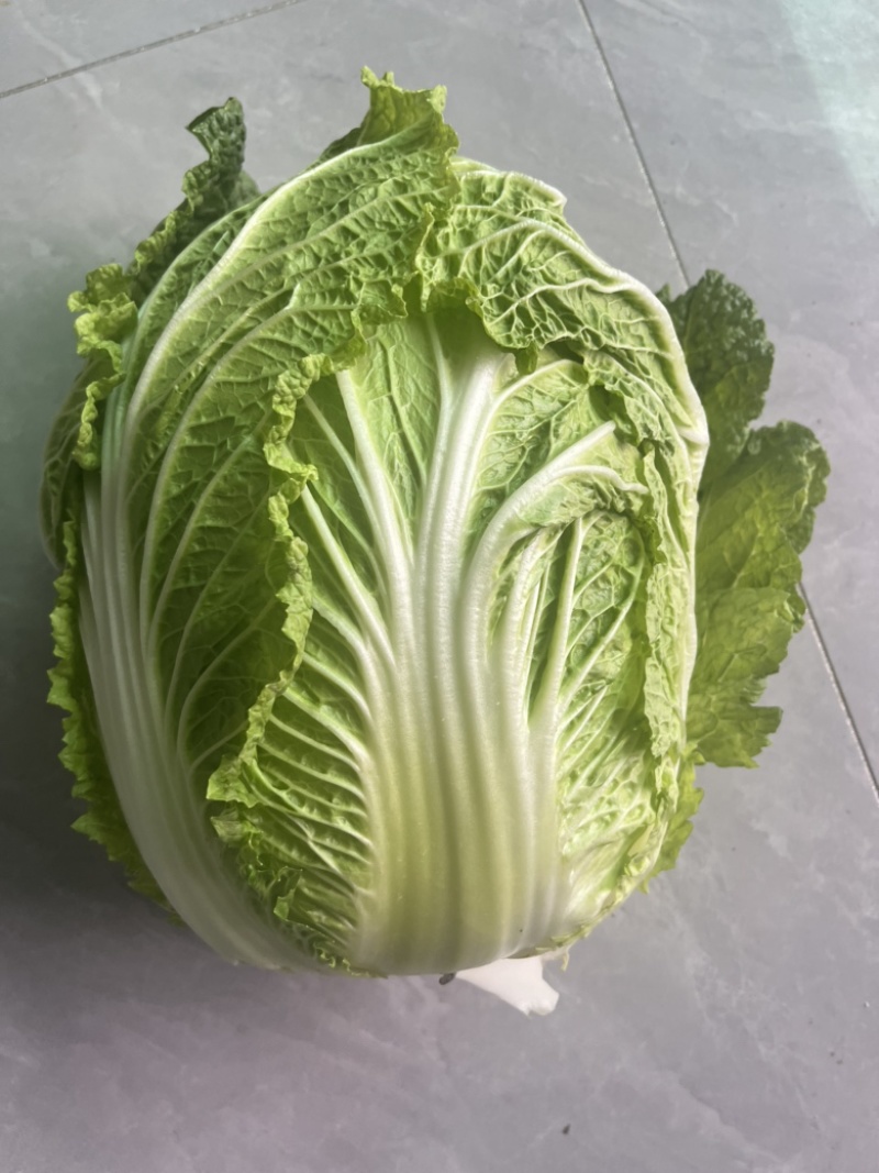 精品白菜，黄心，新三号都有货。良心代发。质量可靠