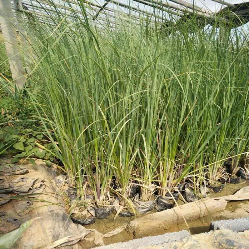 正宗矮蒲苇盆栽庭院阳台多年生观赏草四季常绿芦苇花镜种植