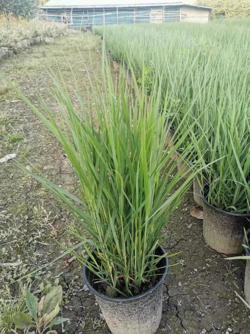 正宗矮蒲苇盆栽庭院阳台多年生观赏草四季常绿芦苇花镜种植