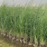 正宗矮蒲苇盆栽庭院阳台多年生观赏草四季常绿芦苇花镜种植