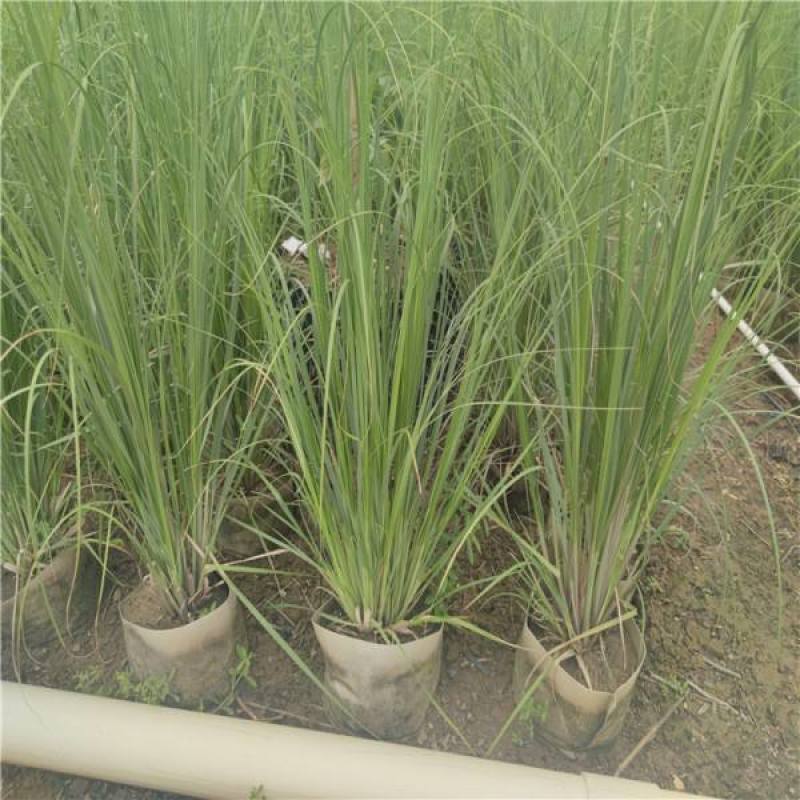 正宗矮蒲苇盆栽庭院阳台多年生观赏草四季常绿芦苇花镜种植