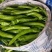 【牛商推荐】高温棚大果尖椒精品辣椒青椒可对接商超批发市场
