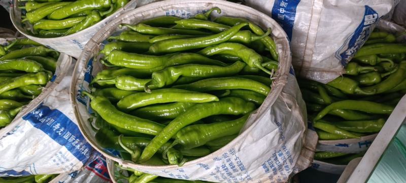 【牛商推荐】高温棚大果尖椒精品辣椒青椒可对接商超批发市场