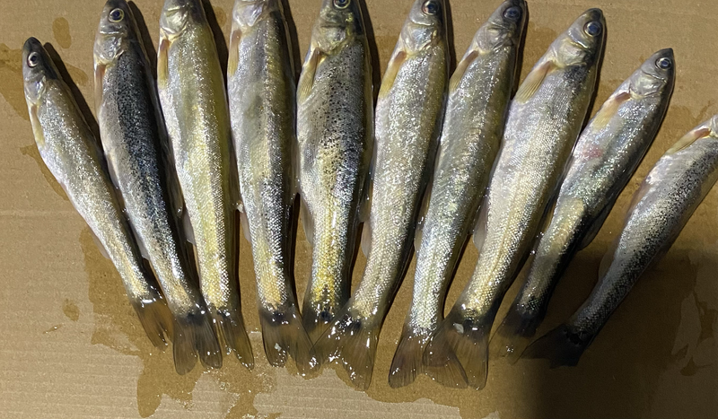 柳根［东北高山溪流冷水鱼］品质保证，长期供货，稳定价格。