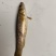 柳根［东北高山溪流冷水鱼］品质保证，长期供货，稳定价格。