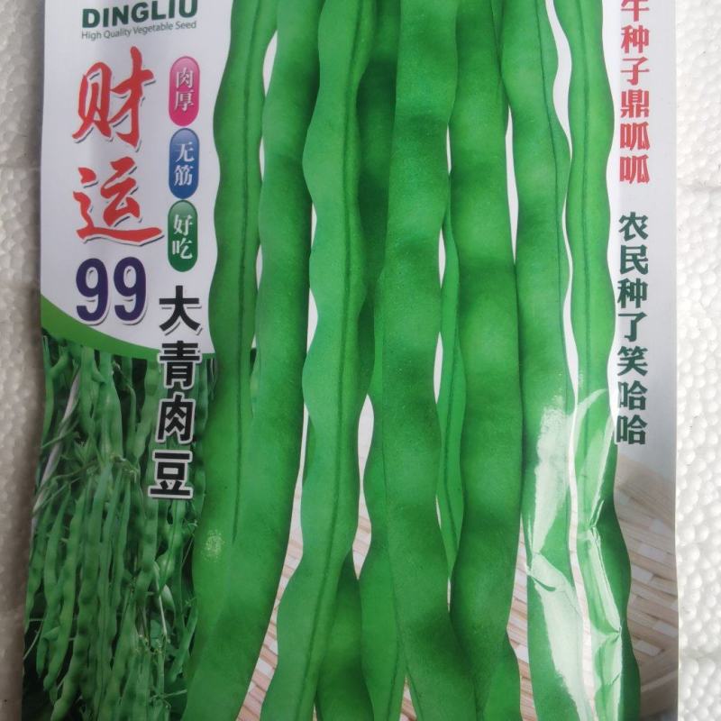 四季豆种子财运99大青肉豆条长肉厚结荚多品质好