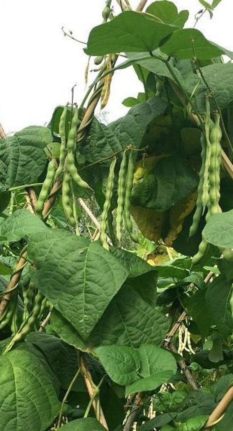 四季豆种子财运99大青肉豆条长肉厚结荚多品质好