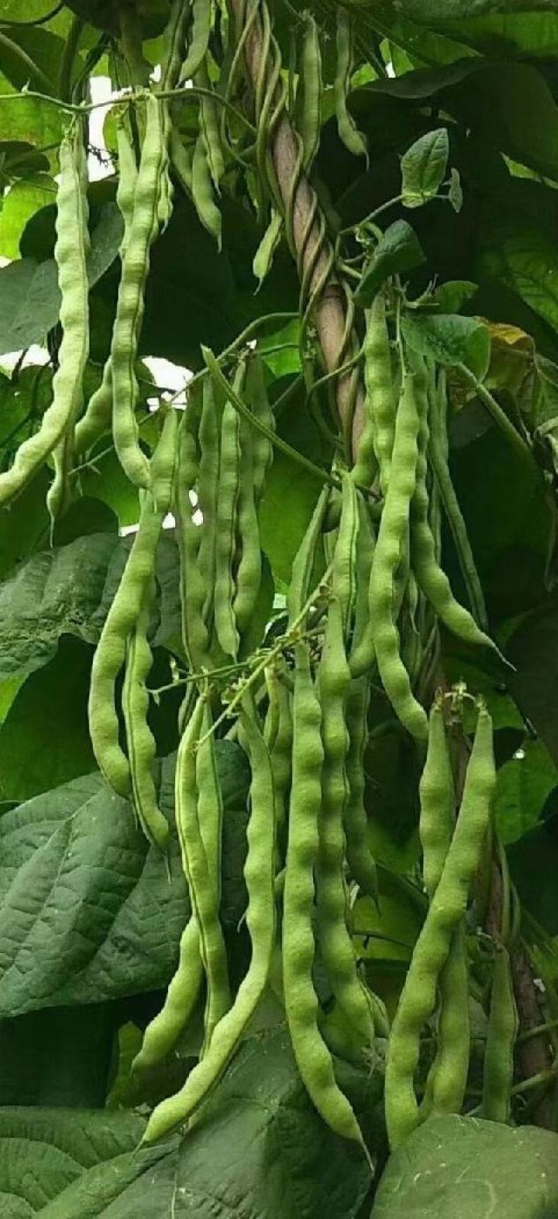 四季豆种子财运99大青肉豆条长肉厚结荚多品质好