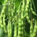 四季豆种子财运99大青肉豆条长肉厚结荚多品质好