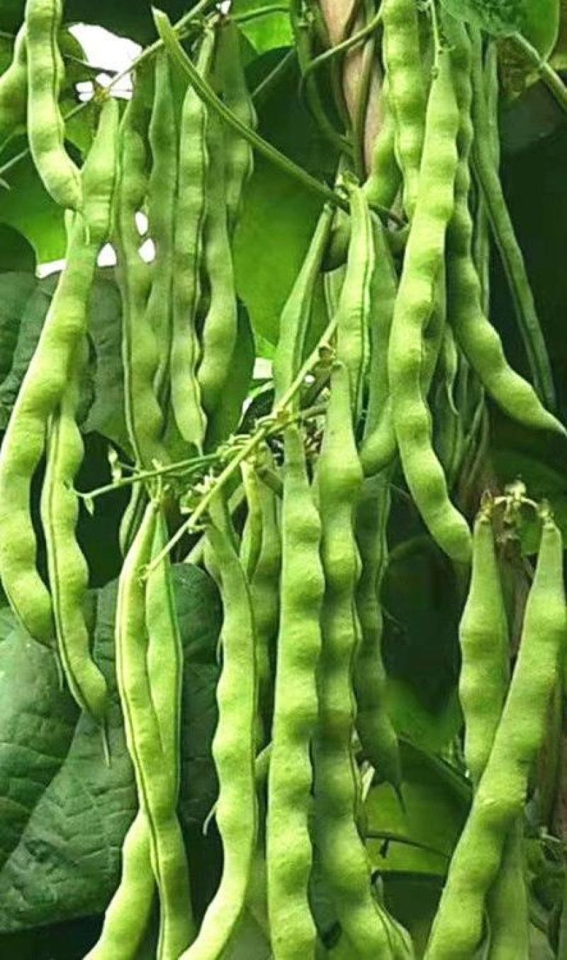 四季豆种子财运99大青肉豆条长肉厚结荚多品质好