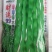 四季豆种子财运99大青肉豆条长肉厚结荚多品质好