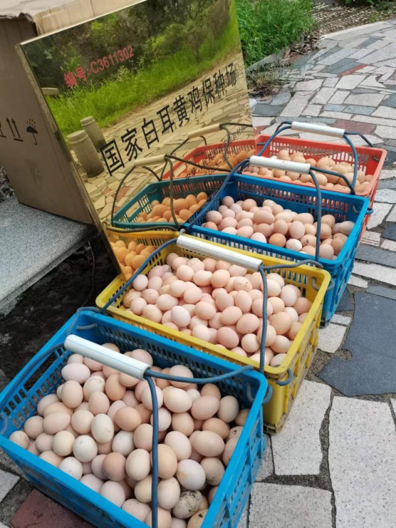 白耳黄鸡苗：白番鸭