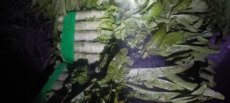 精品尖叶红叶莴笋大量上市产地直发质量保证