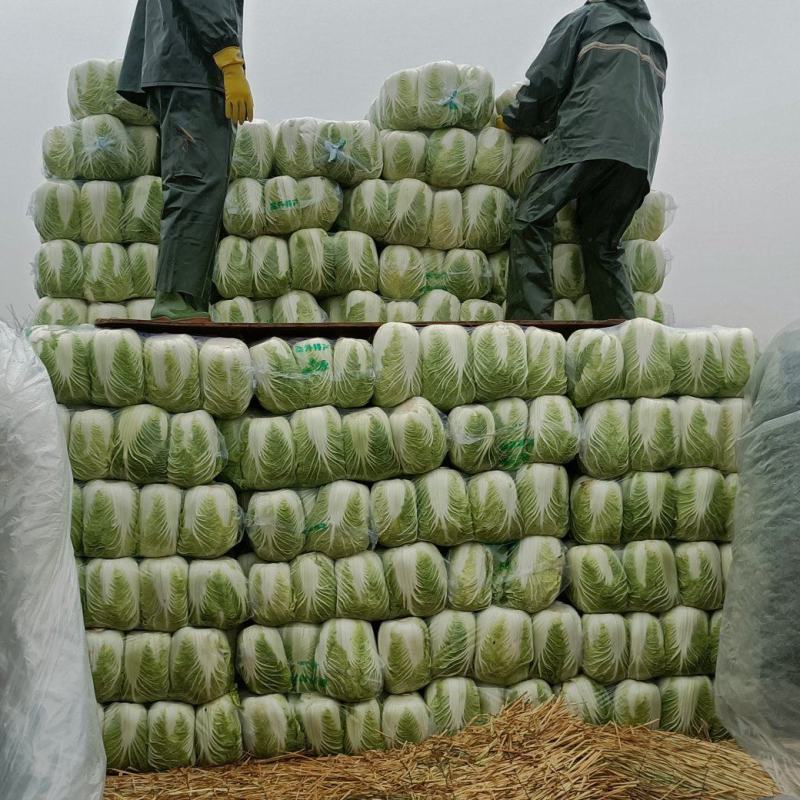 湖北咸宁黄心大白菜大量上市商超市场电商长期供应要的联系