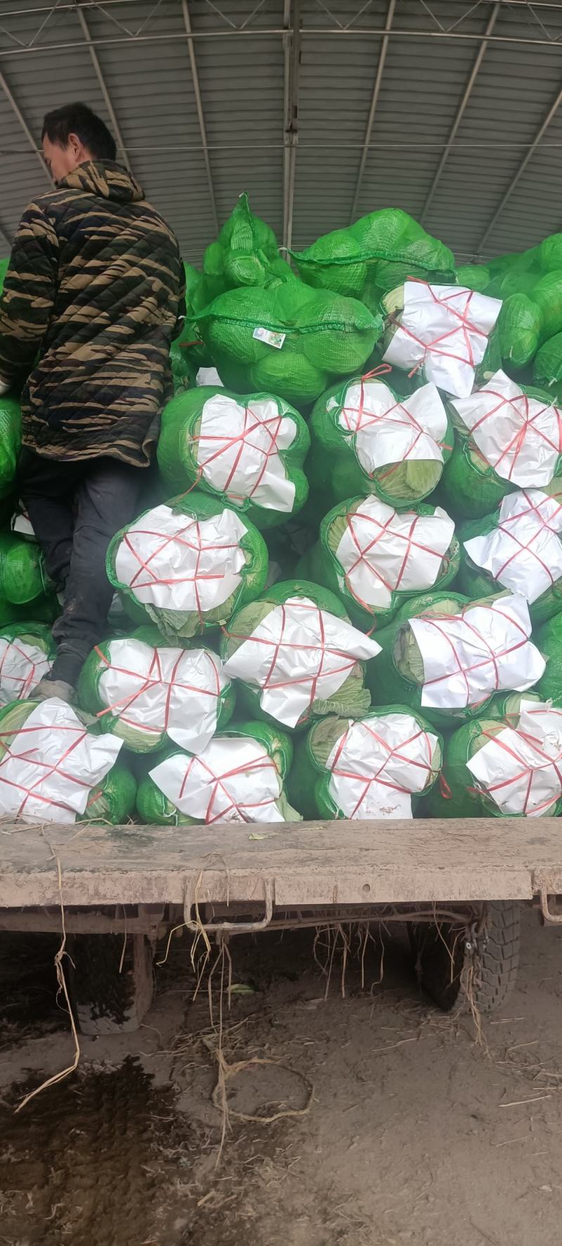 湖北咸宁黄心大白菜大量上市商超市场电商长期供应要的联系