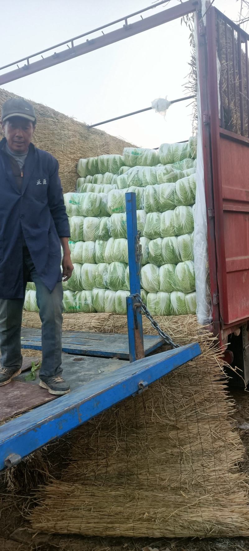 湖北咸宁黄心大白菜大量上市商超市场电商长期供应要的联系