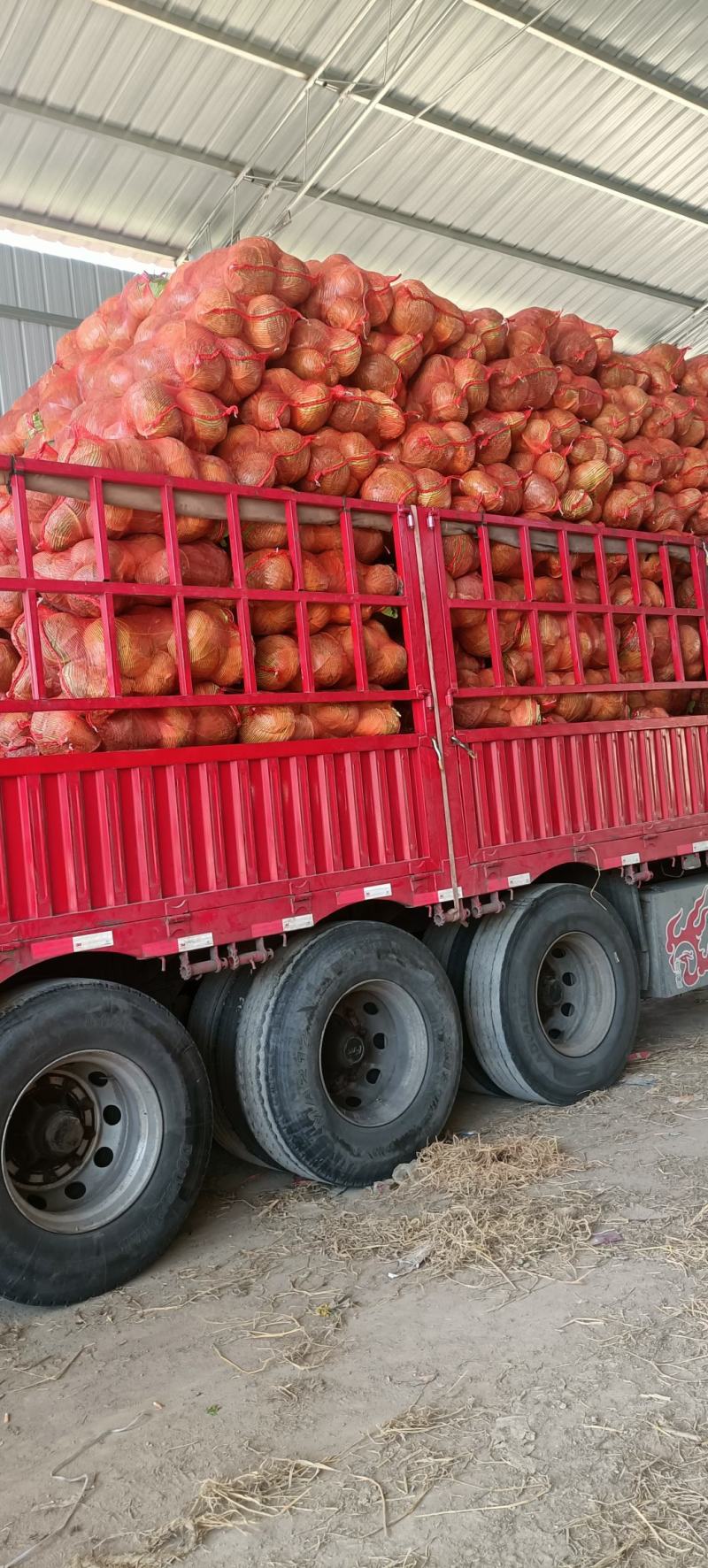 湖北咸宁黄心大白菜大量上市商超市场电商长期供应要的联系