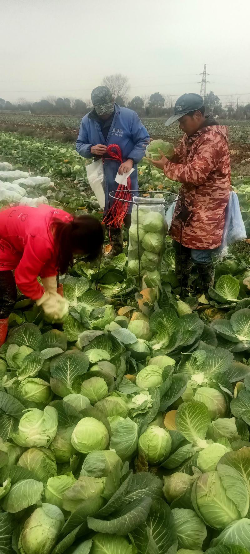 湖北咸宁黄心大白菜大量上市商超市场电商长期供应要的联系