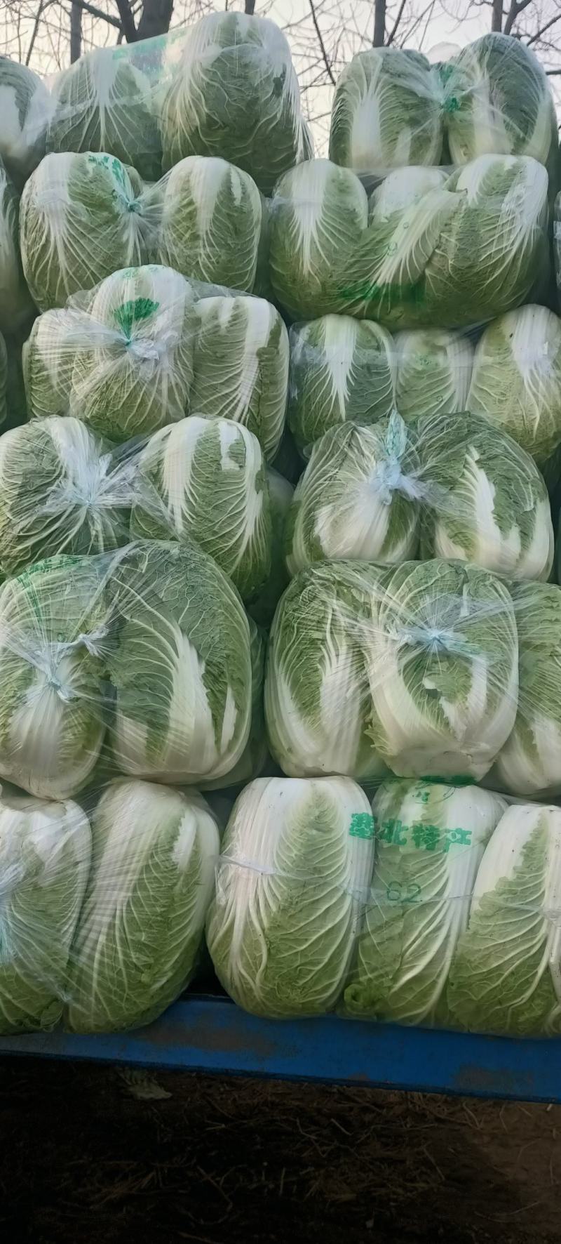 湖北咸宁黄心大白菜大量上市商超市场电商长期供应要的联系
