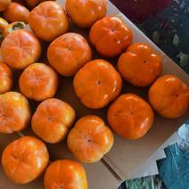 日本次郎柿子，脆甜无涩，无核。不用懒得。100多亩量大