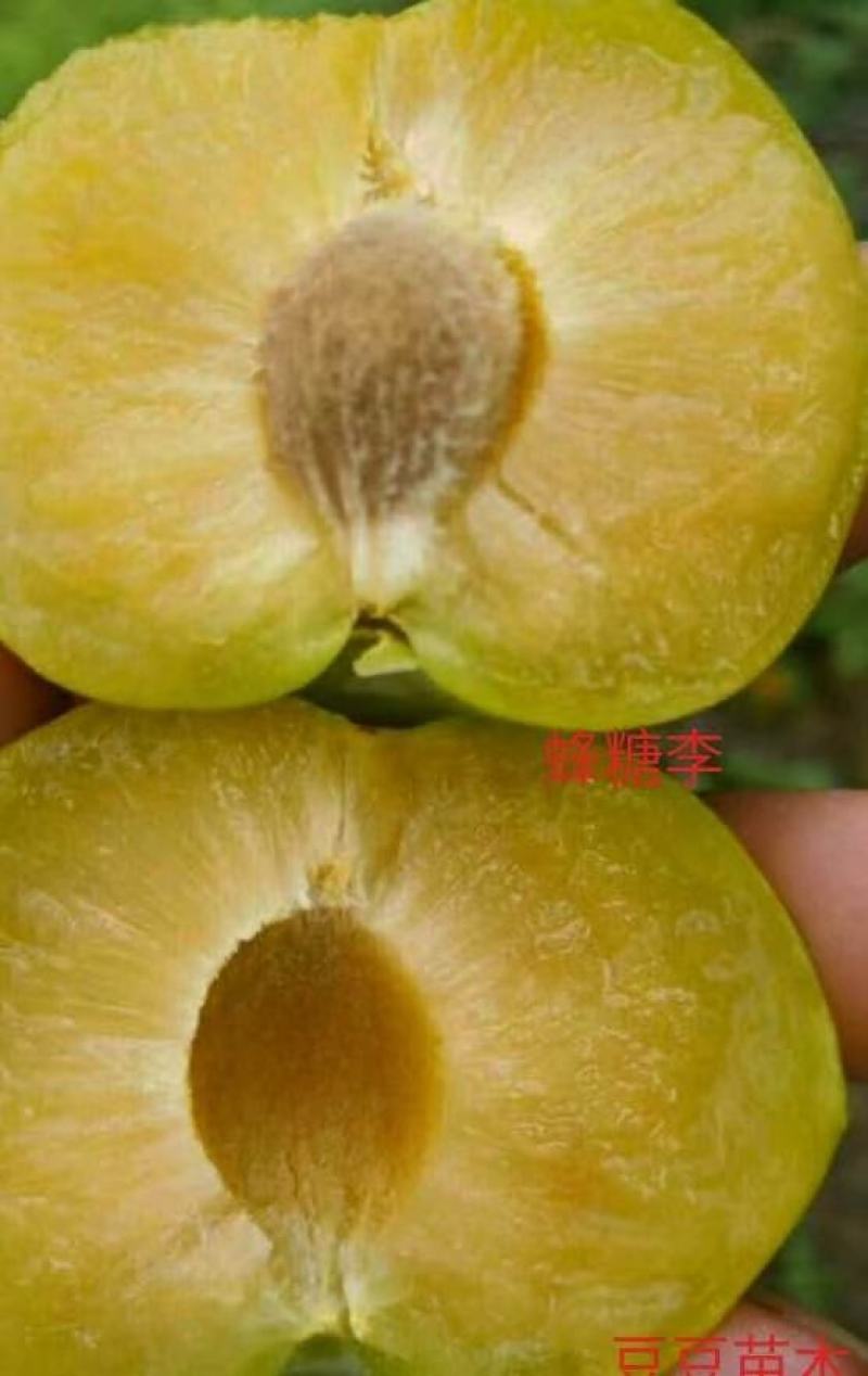 蜂糖李子苗南北方都可以种，假一赔十，基地直发，保湿发货，