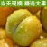 蜂糖李子苗南北方都可以种，假一赔十，基地直发，保湿发货，