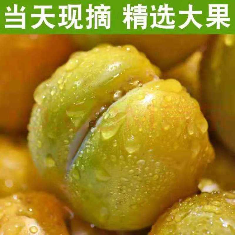 蜂糖李子苗南北方都可以种，假一赔十，基地直发，保湿发货，