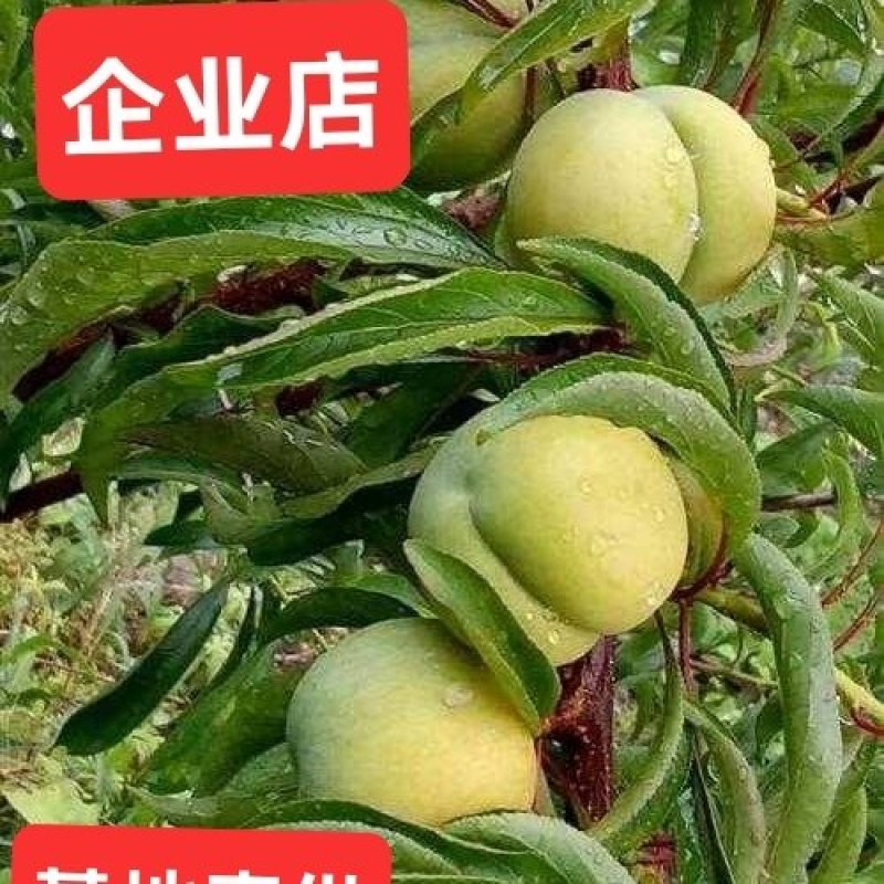 蜂糖李子苗南北方都可以种，假一赔十，基地直发，保湿发货，