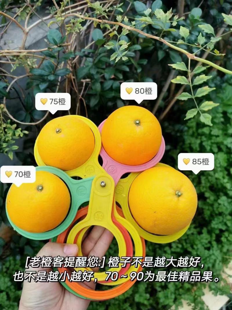 江西赣南脐橙大量现货供应，有量的联系，机会不是天天有