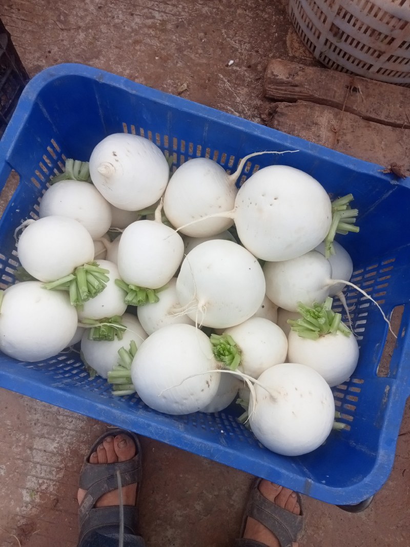 圆根萝卜儿菜圆白菜