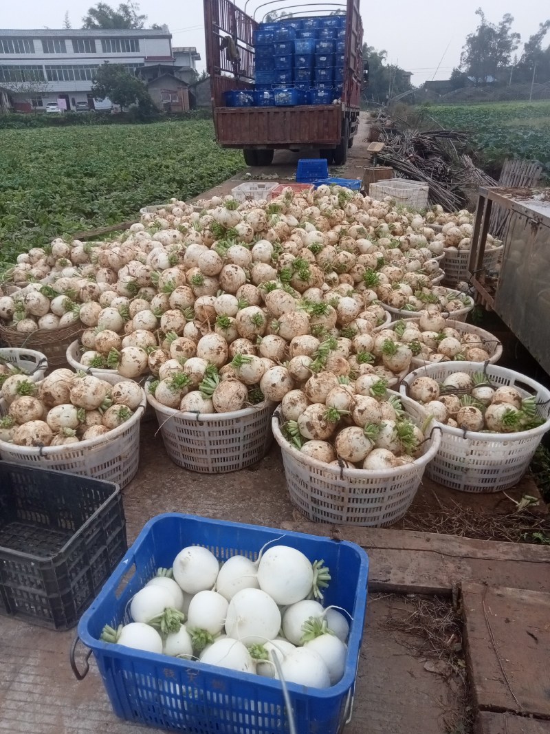 圆根萝卜儿菜圆白菜