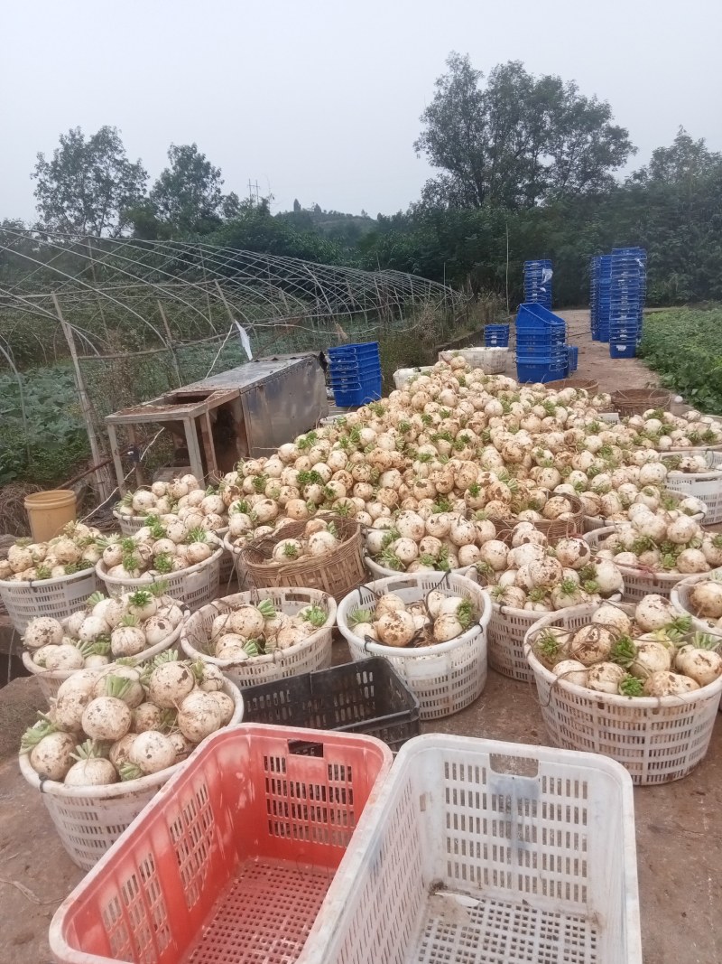 圆根萝卜儿菜圆白菜