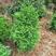 香塔形植物孔雀香柏日本香柏四季常绿自带香味耐寒耐旱耐修剪