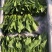 山东泰安精品菠菜大量供应中