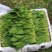 山东泰安精品菠菜大量供应中
