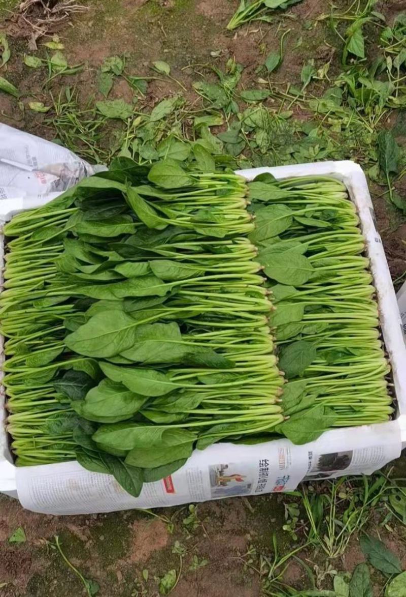 山东泰安精品菠菜大量供应中