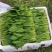 山东泰安精品菠菜大量供应中