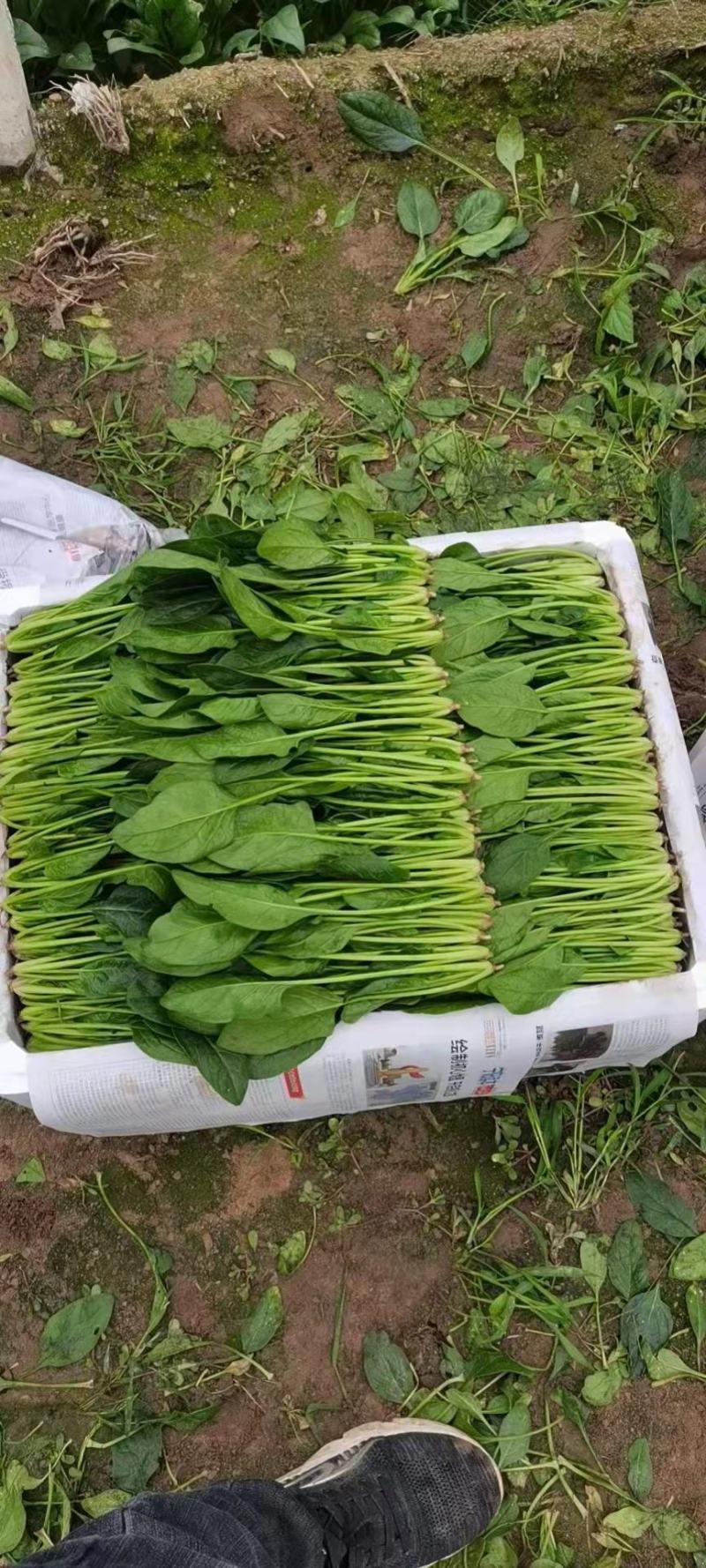 山东泰安精品菠菜大量供应中