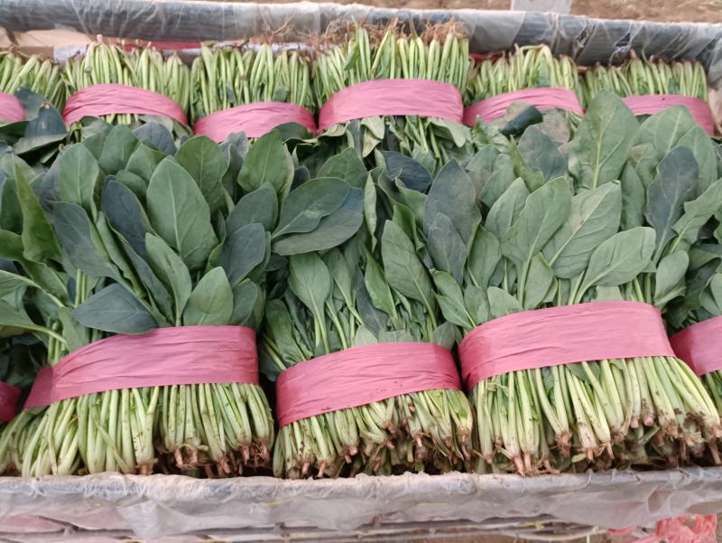 山东泰安精品菠菜大量供应中