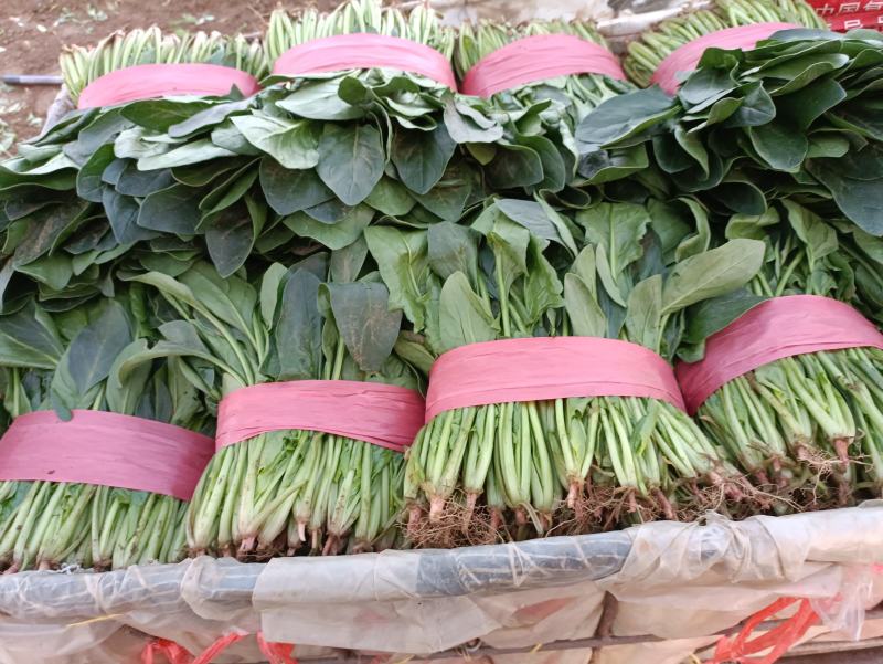 山东泰安精品菠菜大量供应中