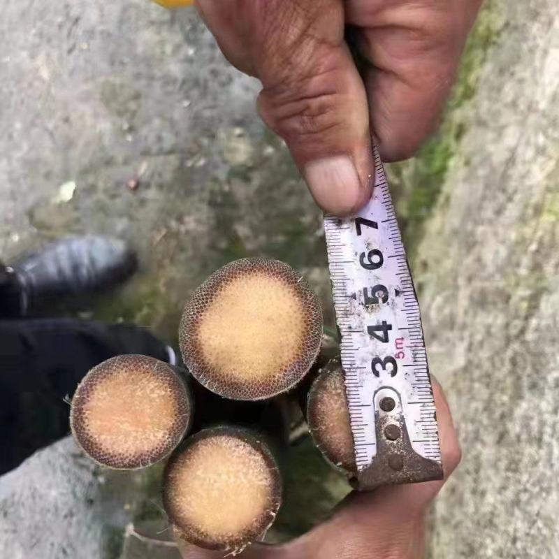 实心竹/大量供应实心玉竹，直径1公分到3公分欢迎下单