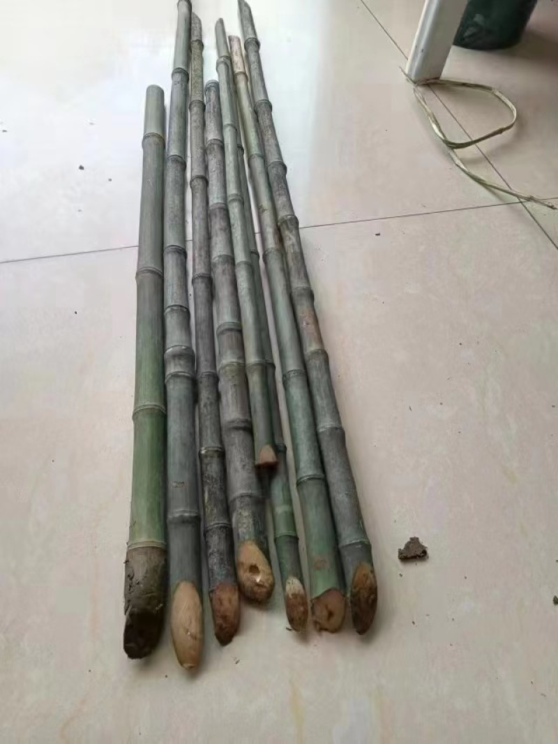实心竹/大量供应实心玉竹，直径1公分到3公分欢迎下单