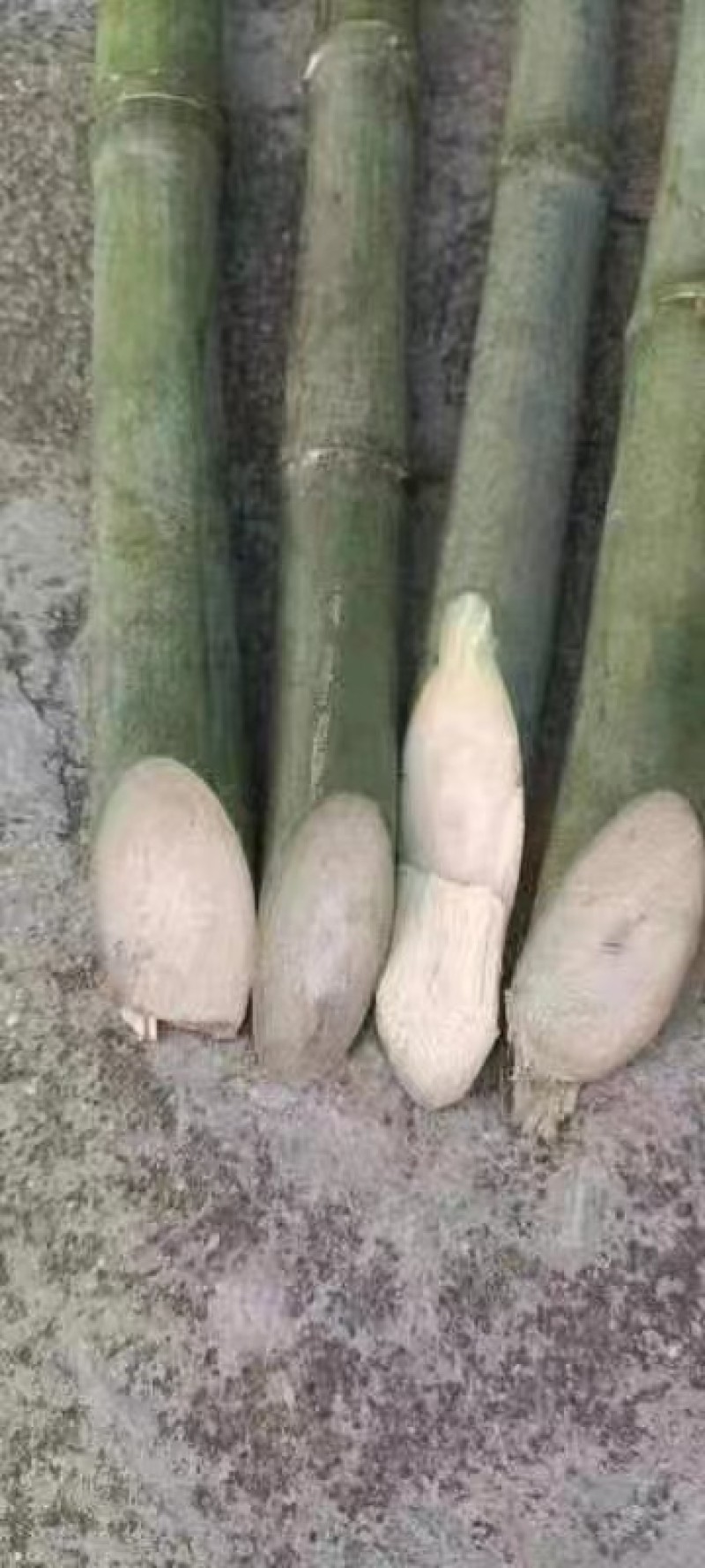 实心竹/大量供应实心玉竹，直径1公分到3公分欢迎下单