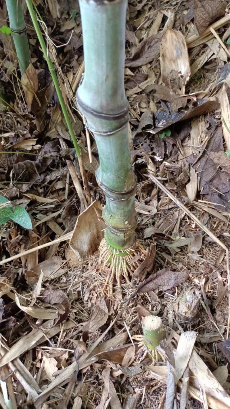 实心竹/大量供应实心玉竹，直径1公分到3公分欢迎下单