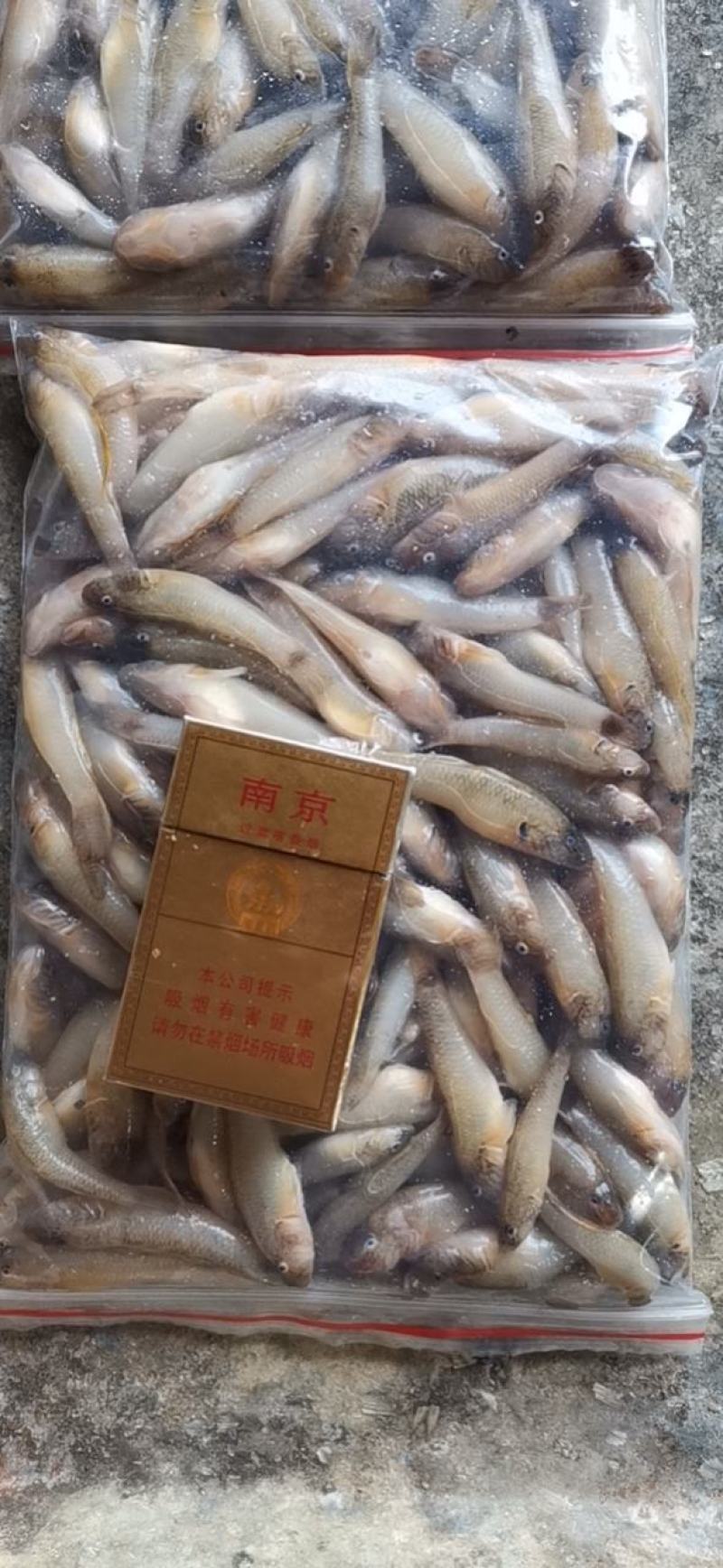 【推荐】山坑鱼5-7公分，产地发货，质量保证，欢迎